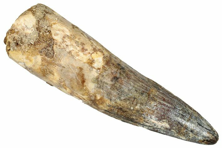Real Fossil Spinosaurus Tooth - Huge Dinosaur Tooth #272443